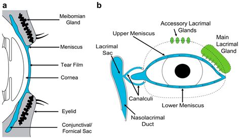 tear osmolarity test results|reduced tear meniscus eye.